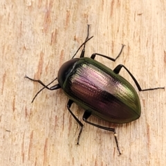 Chalcopteroides sp. (genus) (Rainbow darkling beetle) at O'Connor, ACT - 2 May 2023 by trevorpreston