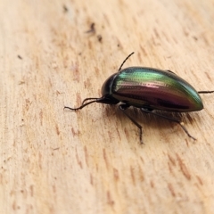 Chalcopteroides sp. (genus) at O'Connor, ACT - 2 May 2023 09:39 AM