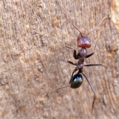 Iridomyrmex purpureus (Meat Ant) at O'Connor, ACT - 2 May 2023 by trevorpreston