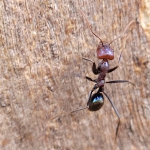 Iridomyrmex purpureus at O'Connor, ACT - 2 May 2023