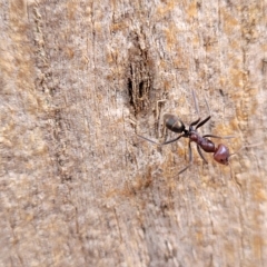 Iridomyrmex purpureus at O'Connor, ACT - 2 May 2023