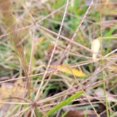 Chloris truncata (Windmill Grass) at O'Connor, ACT - 2 May 2023 by trevorpreston