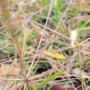 Chloris truncata at O'Connor, ACT - 2 May 2023