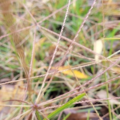 Chloris truncata (Windmill Grass) at Banksia Street Wetland Corridor - 1 May 2023 by trevorpreston