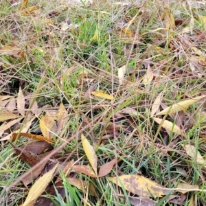 Chloris truncata at O'Connor, ACT - 2 May 2023