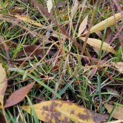 Chloris truncata at O'Connor, ACT - 2 May 2023