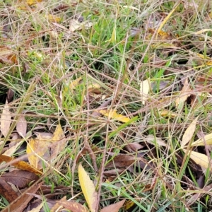 Chloris truncata at O'Connor, ACT - 2 May 2023