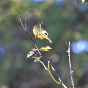 Acanthiza nana at Jamberoo, NSW - 2 May 2023