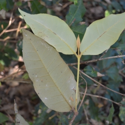 Backhousia leptopetala (Brush Turpentine) at Stanwell Park, NSW - 1 May 2023 by plants