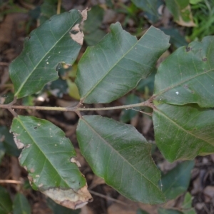 Backhousia leptopetala at Stanwell Park, NSW - 1 May 2023