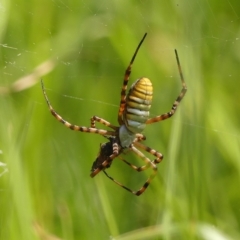 Argiope trifasciata (Banded orb weaver) at Braemar, NSW - 17 Mar 2023 by Curiosity