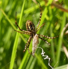 Argiope trifasciata at Braemar, NSW - 17 Mar 2023 11:43 AM