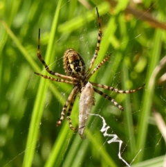 Argiope trifasciata at Braemar, NSW - 17 Mar 2023