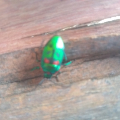 Scutiphora pedicellata (Metallic Jewel Bug) at Cooma, NSW - 2 May 2023 by mahargiani