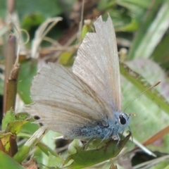 Lampides boeticus (Long-tailed Pea-blue) at Pollinator-friendly garden Conder1 - 8 Nov 2022 by michaelb