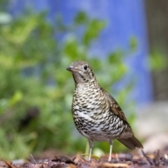 Zoothera lunulata (Bassian Thrush) at Acton, ACT - 1 May 2023 by ReeniRooMartinez