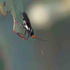 Rayieria basifer (Braconid-mimic plant bug) at Dryandra St Woodland - 21 Feb 2023 by ConBoekel