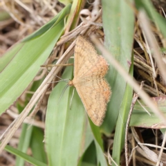 Scopula rubraria (Plantain Moth) at O'Connor, ACT - 14 Feb 2023 by ConBoekel