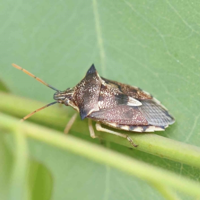 Oechalia schellenbergii (Spined Predatory Shield Bug) at Dryandra St Woodland - 20 Feb 2023 by ConBoekel