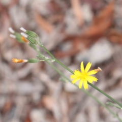 Chondrilla juncea (Skeleton Weed) at O'Connor, ACT - 14 Feb 2023 by ConBoekel