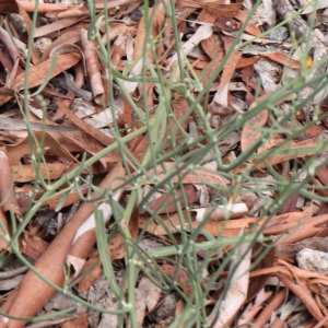 Chondrilla juncea at O'Connor, ACT - 14 Feb 2023 02:31 PM