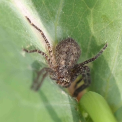 Sparassidae (family) (A Huntsman Spider) at O'Connor, ACT - 21 Feb 2023 by ConBoekel