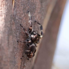 Sandalodes scopifer (White-spotted Sandalodes) at Dryandra St Woodland - 20 Feb 2023 by ConBoekel