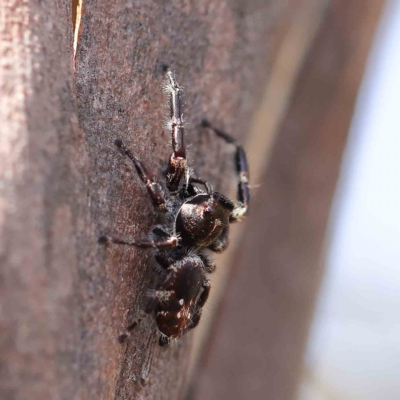 Sandalodes scopifer (White-spotted Sandalodes) at Dryandra St Woodland - 20 Feb 2023 by ConBoekel