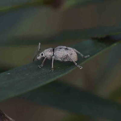 Merimnetes oblongus (Radiata pine shoot weevil) at Dryandra St Woodland - 20 Feb 2023 by ConBoekel