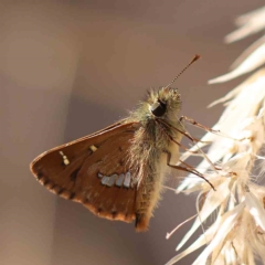 Dispar compacta (Barred Skipper) at O'Connor, ACT - 20 Feb 2023 by ConBoekel