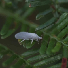 Coniopterygidae (family) (Dusty lacewing or Dustywing) at Dryandra St Woodland - 20 Feb 2023 by ConBoekel