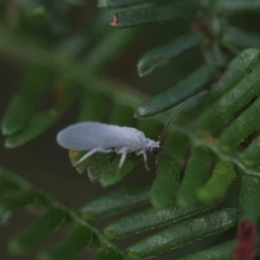 Coniopterygidae (family) (Dusty lacewing or Dustywing) at O'Connor, ACT - 21 Feb 2023 by ConBoekel