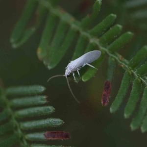 Coniopterygidae (family) at O'Connor, ACT - 21 Feb 2023