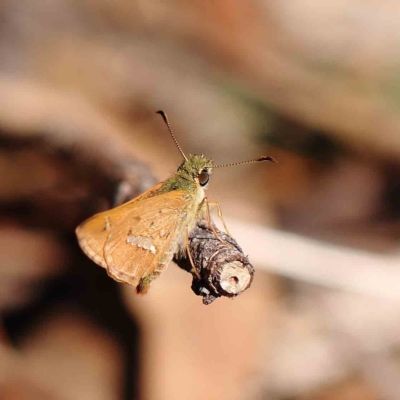 Dispar compacta (Barred Skipper) at Dryandra St Woodland - 20 Feb 2023 by ConBoekel