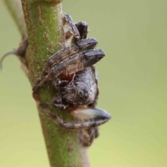 Dolophones sp. (genus) (Wrap-around spider) at Dryandra St Woodland - 19 Feb 2023 by ConBoekel