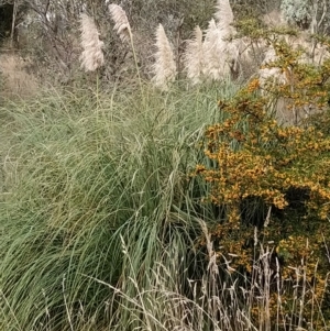 Cortaderia selloana at Jerrabomberra, ACT - 2 May 2023