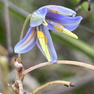 Dianella sp. aff. longifolia (Benambra) at Hughes, ACT - 2 May 2023