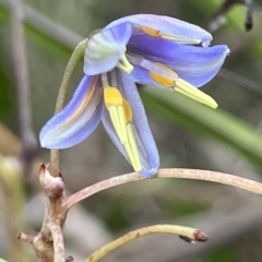 Dianella sp. aff. longifolia (Benambra) (Pale Flax Lily, Blue Flax Lily) at Red Hill to Yarralumla Creek - 2 May 2023 by KL