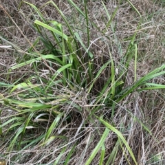 Dianella sp. aff. longifolia (Benambra) at Hughes, ACT - 2 May 2023