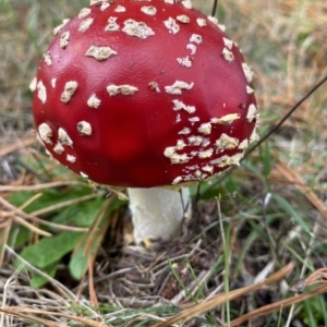 Amanita muscaria at Canyonleigh, NSW - 18 Apr 2023 01:04 PM