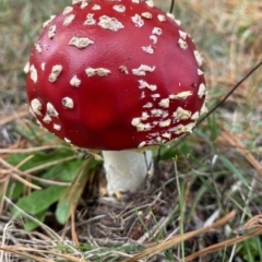 Amanita muscaria (Fly Agaric) at Canyonleigh, NSW - 18 Apr 2023 by GlossyGal