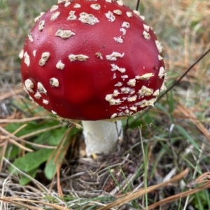 Amanita muscaria (Fly Agaric) at Canyonleigh, NSW by GlossyGal