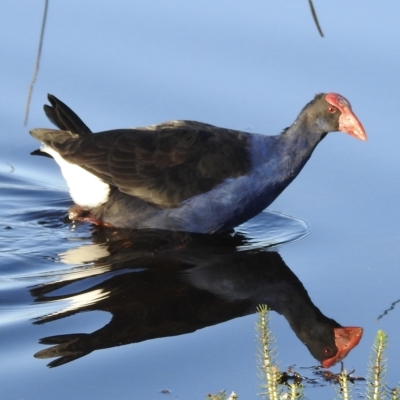 Porphyrio melanotus (Australasian Swamphen) at Wollogorang, NSW - 20 Apr 2023 by GlossyGal