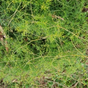 Clematis leptophylla at Fadden, ACT - 2 May 2023