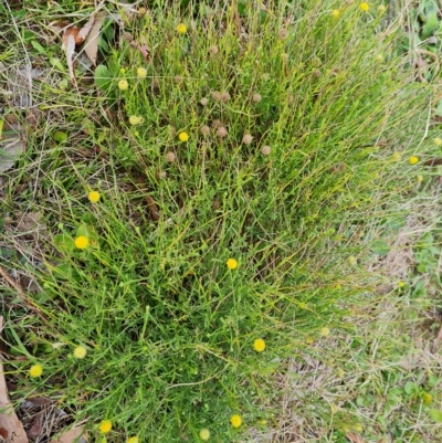 Calotis lappulacea (Yellow Burr Daisy) at Wanniassa Hill - 2 May 2023 by Mike