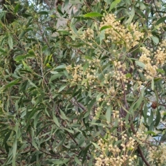 Acacia melanoxylon (Blackwood) at Wanniassa Hill - 2 May 2023 by Mike