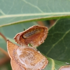 Netrocoryne repanda at Fadden, ACT - 2 May 2023