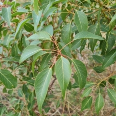 Brachychiton populneus subsp. populneus at Fadden, ACT - 2 May 2023
