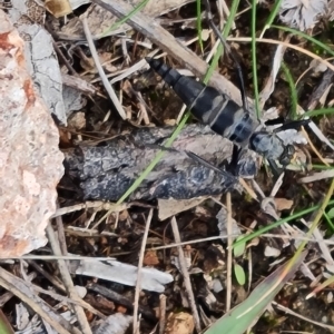 Boreoides subulatus at Fadden, ACT - 2 May 2023 03:29 PM