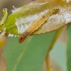 Unverified Insect at Fadden, ACT - 2 May 2023 by Mike